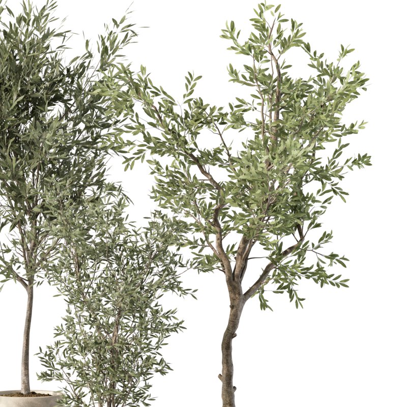 Olive Tree Indoor Plant Set.12 - Image 3
