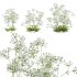 Anthriscus sylvestris – Cow parsley -02 - Thumbnail 1