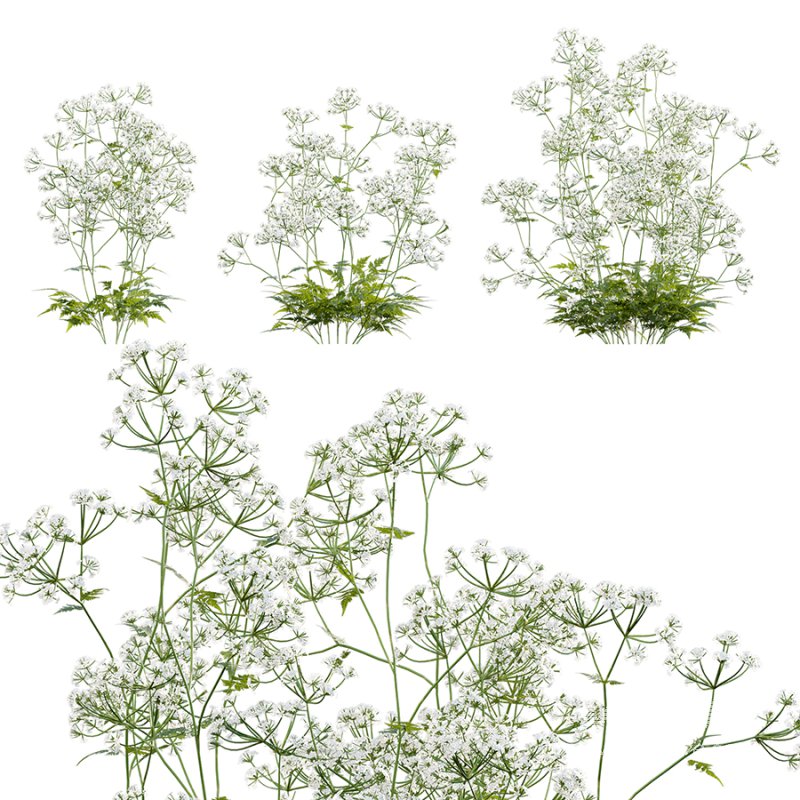 Anthriscus sylvestris – Cow parsley -02 - Image 1