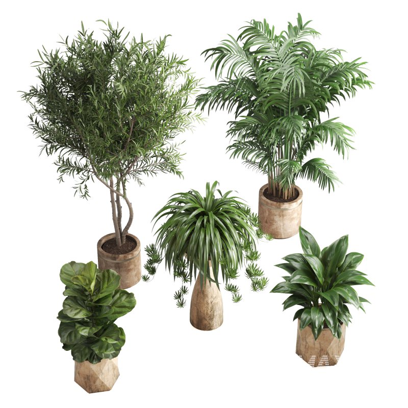 Indoor Plant Olive Palm Fiddle Leaf - Image 7