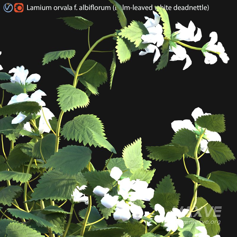 Lamium orvala – Balm-leaved white deadnettle – 01 - Image 2