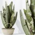 AV Indoor plants set 205 Ravenala Banana Strelitzia Nicolai Bird Of Paradise - Thumbnail 9