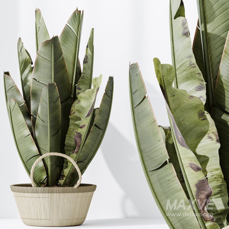 AV Indoor plants set 205 Ravenala Banana Strelitzia Nicolai Bird Of Paradise - Image 9