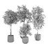 Olive Tree Indoor Plant Set.8 - Thumbnail 5