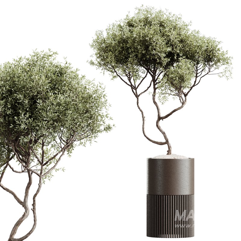 AV Indoor plants set 202 Cactus Grusonii Golden Barrel and Mandarin Citrus Fruit Orange and Mission Olive and Ficus Robusta Abidjan - Image 3