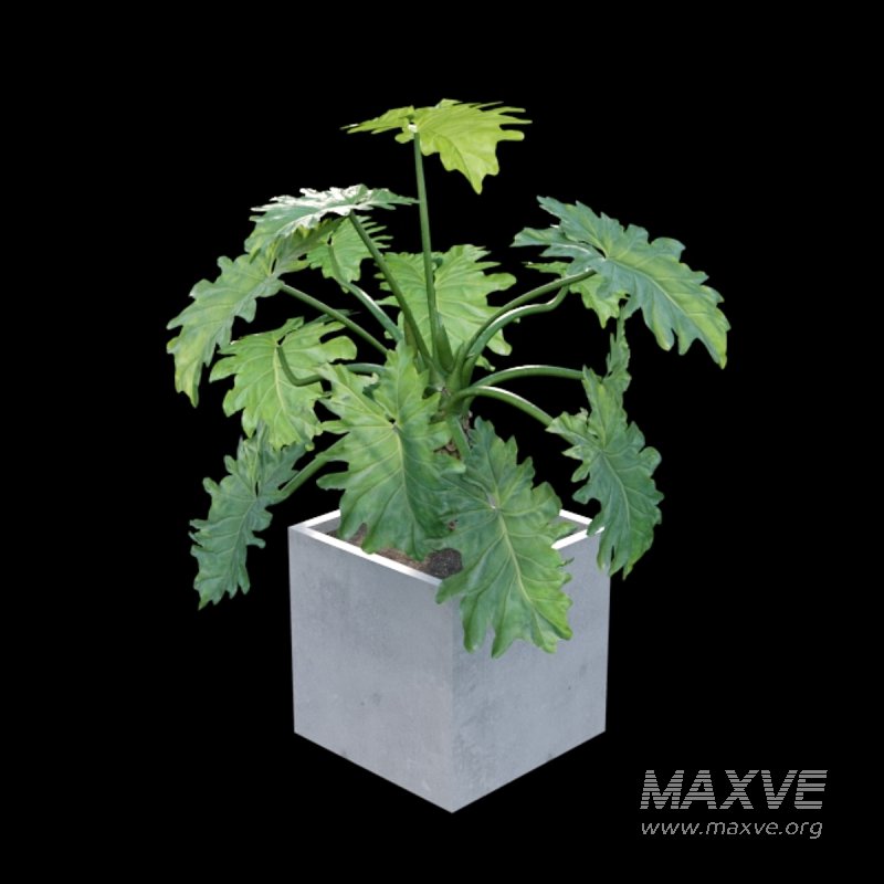 Philodendron undulatum - Image 6