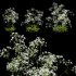 Anthriscus sylvestris – Cow parsley -02 - Thumbnail 2