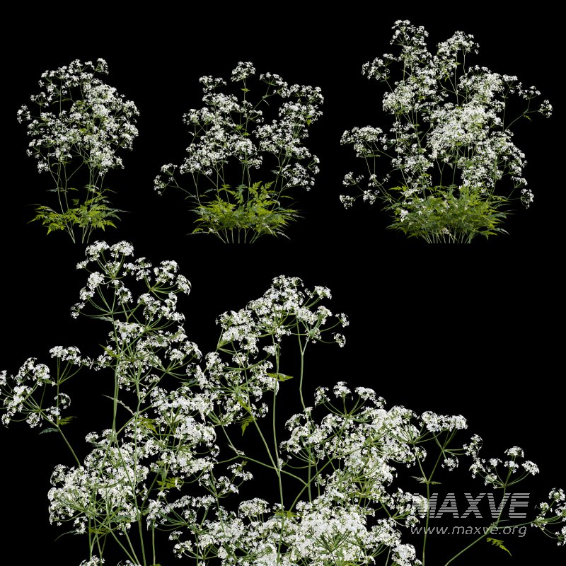Anthriscus sylvestris – Cow parsley -02 - Image 2