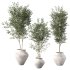Olive Tree Indoor Plant Set.23 - Thumbnail 1