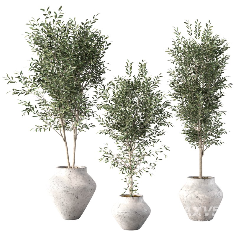 Olive Tree Indoor Plant Set.23 - Image 1