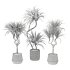 Indoor Plant Yucca set - Thumbnail 3