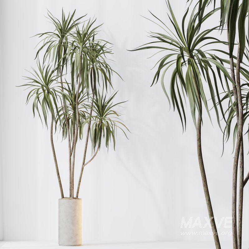 AV Indoor plants set 204 Mission Olive and Ficus Cyathistipula and Lemon Lime Cane Dragon and Banana Strelitzia Nicolai - Image 9