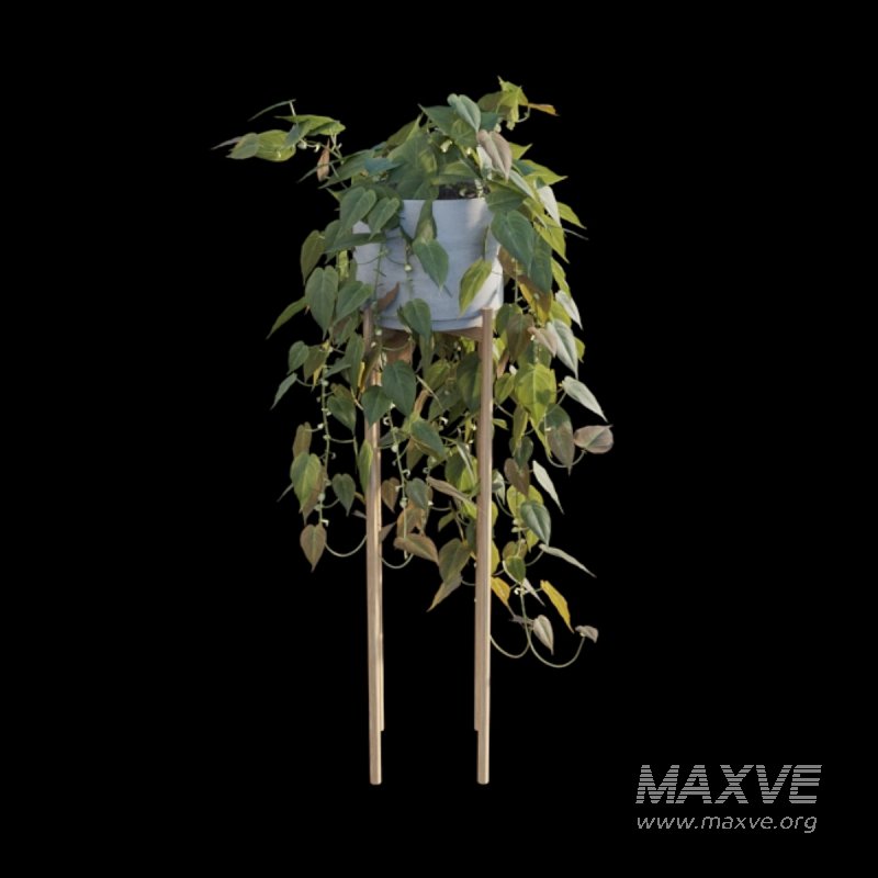 Philodendron Scandens Micans - Image 5