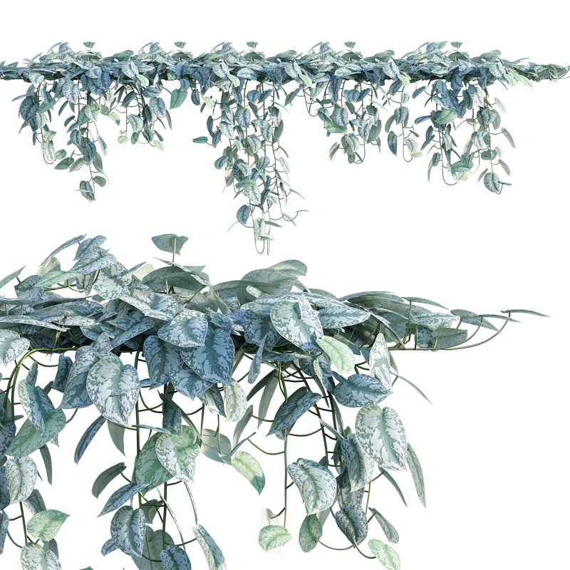 Scindapsus pictus – Satin Pothos - Image 1