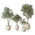Olive Tree Indoor Set.1 - Thumbnail 1