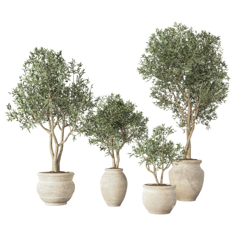 Olive Tree Indoor Set.1 - Image 1