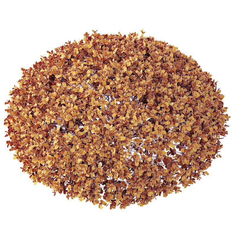 AV Plant Pittosporum Tobira Tenuifolium Shrub Buxus Semperviren Japanese Cheesewood - Image 3