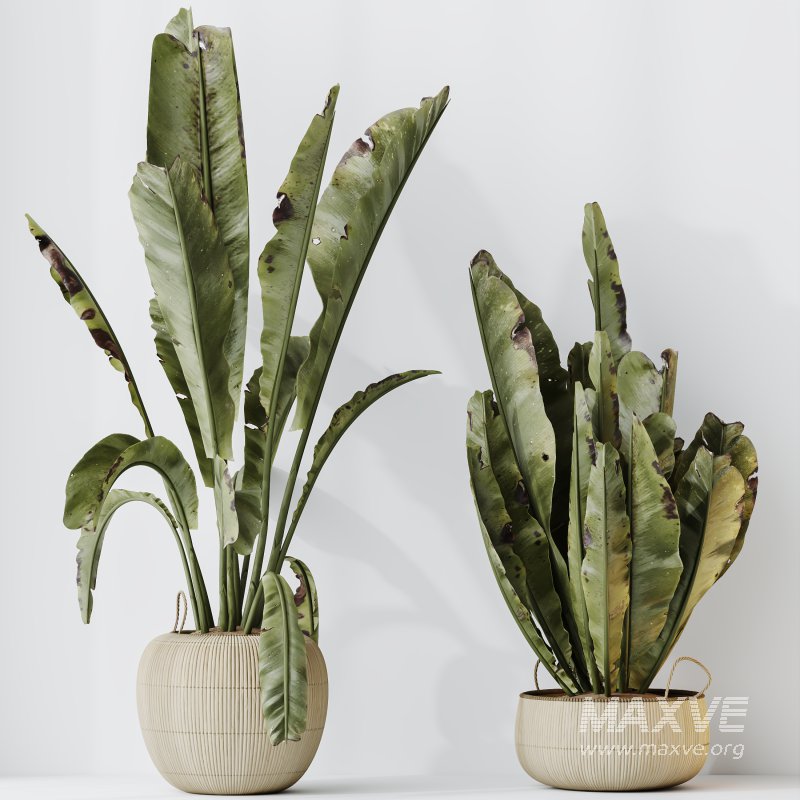 AV Indoor plants set 205 Ravenala Banana Strelitzia Nicolai Bird Of Paradise - Image 5