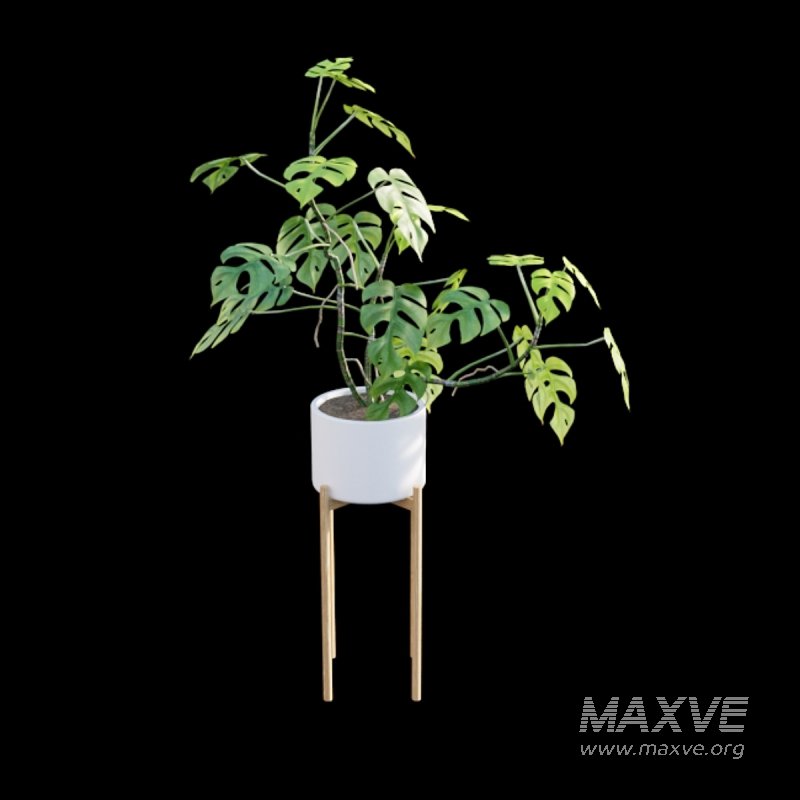 Rhaphidophora tetrasperma – Mini Monstera - Image 2