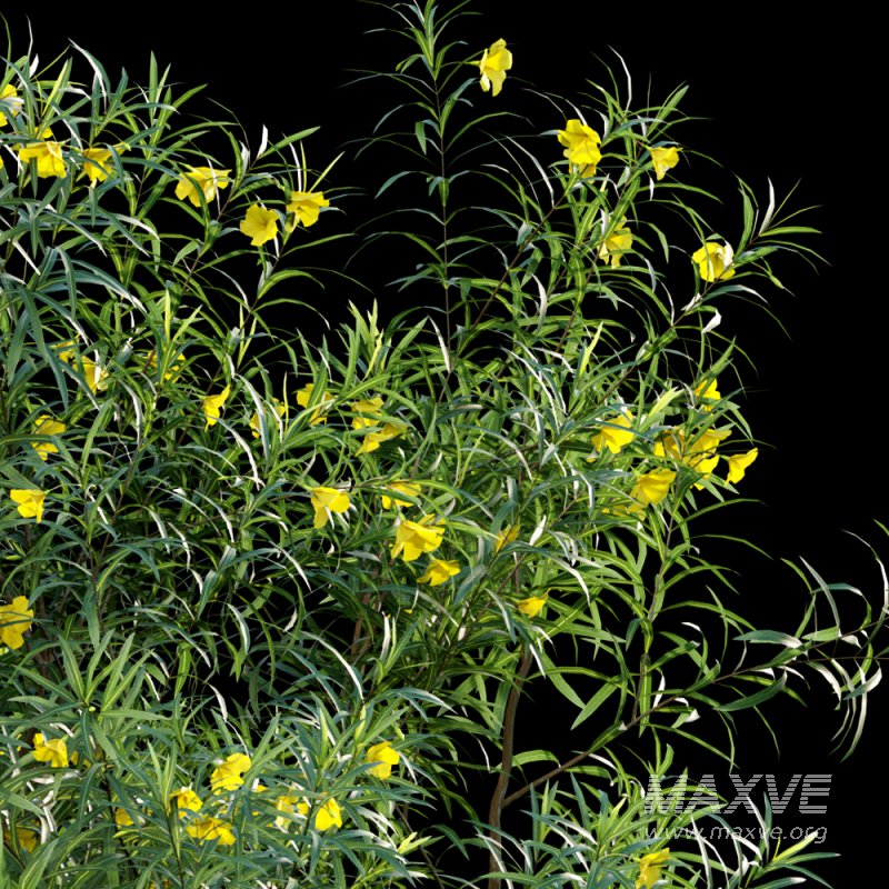 Thevetia Peruviana – Cascabela Thevetia – 01 - Image 2