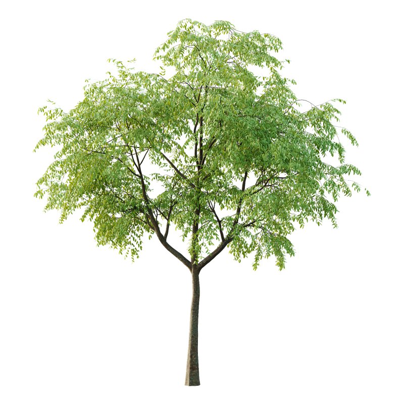 Cinnamomum burmannii Tree 02 - Image 1