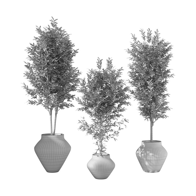 Olive Tree Indoor Plant Set.23 - Image 4