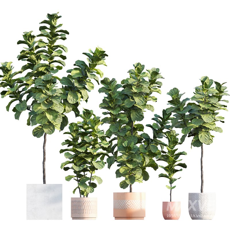 Ficus Lyrata – Ficus pandurata - Image 1