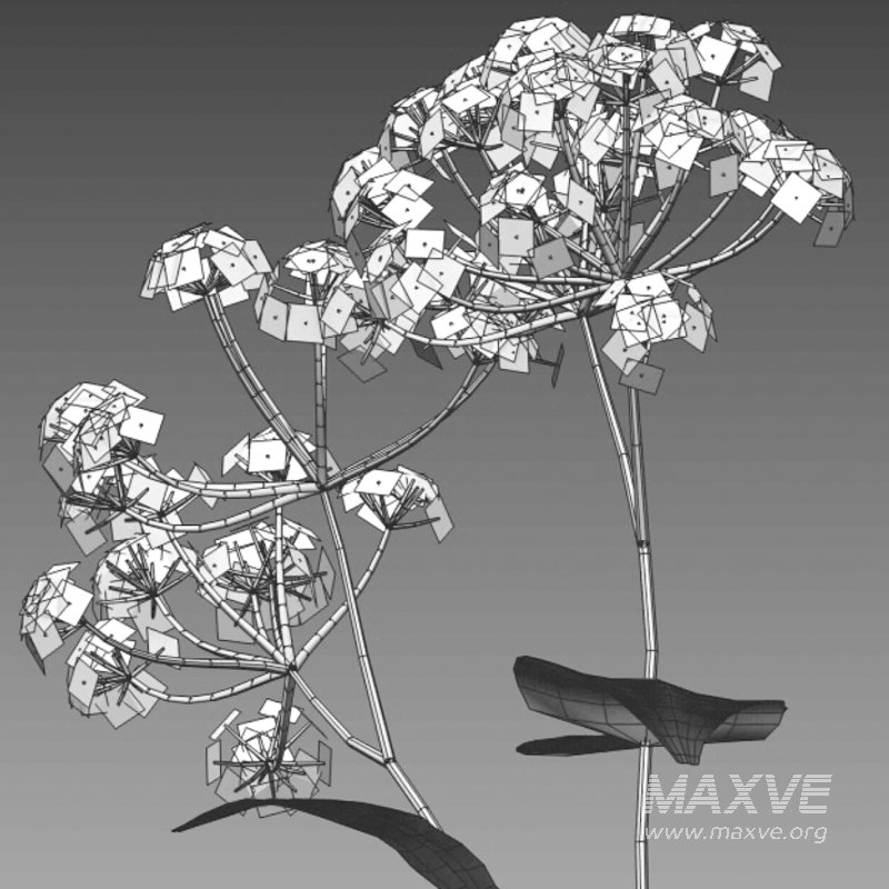 Anthriscus sylvestris – Cow parsley -01 - Image 4