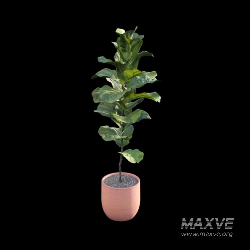 Ficus Lyrata – Ficus pandurata - Image 6