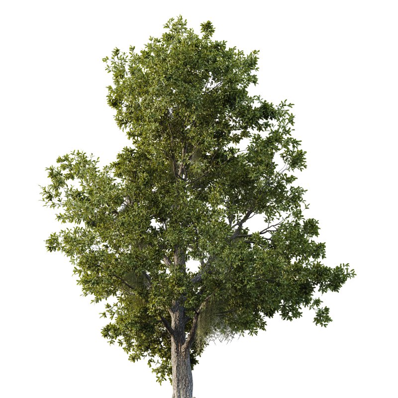 Spanish Moss Tree 02 - Image 2