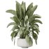 AV Indoor plants set 203 Yucca Aloifolia Rostrata Palm and Olive Eucalyptus and Banana Strelitzia Nicolai and Briful Pachira Aquatica - Thumbnail 4