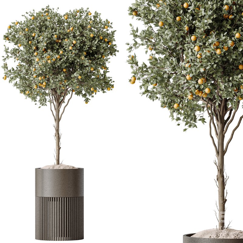 AV Indoor plants set 202 Cactus Grusonii Golden Barrel and Mandarin Citrus Fruit Orange and Mission Olive and Ficus Robusta Abidjan - Image 5