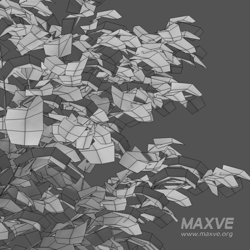 Carpinus betulus – Hornbeam – 02 - Image 2