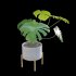 Monstera deliciosa - Thumbnail 3