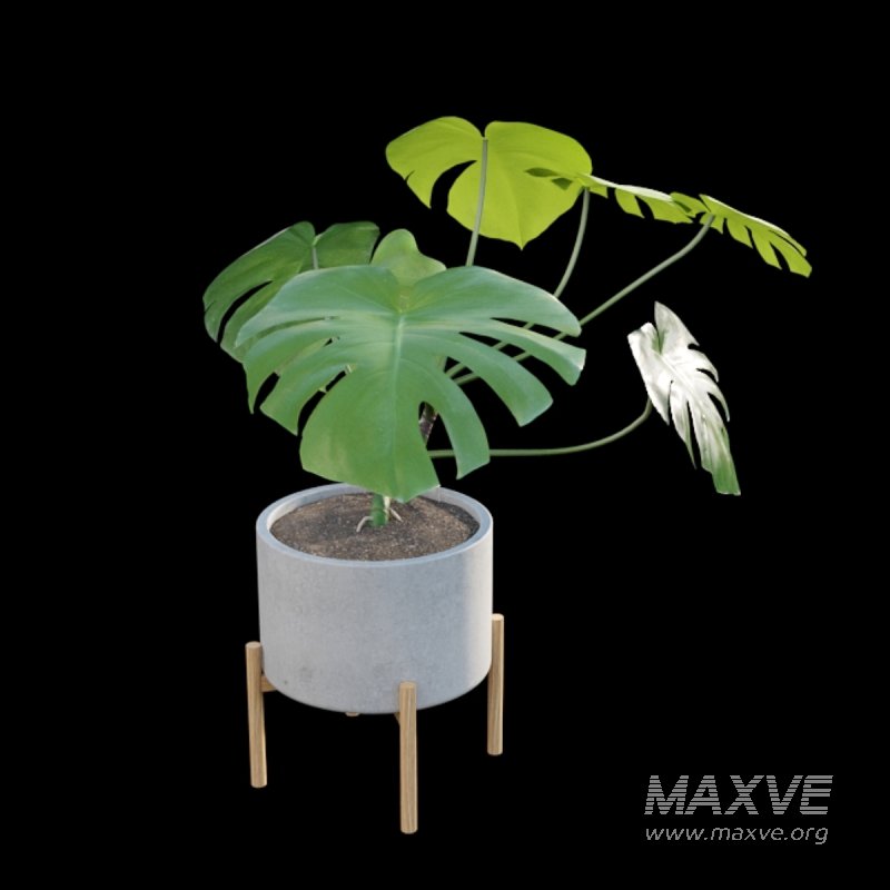 Monstera deliciosa - Image 3