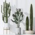 AV Indoor plants set 201 Cactus Opuntia and Candelebra Saguaro Peruvian and Euphorbia Trigona - Thumbnail 4