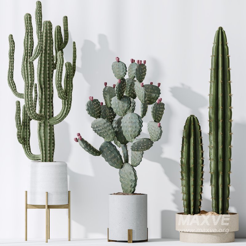 AV Indoor plants set 201 Cactus Opuntia and Candelebra Saguaro Peruvian and Euphorbia Trigona - Image 4