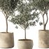 Olive Tree Indoor Plants Set.5 - Thumbnail 3