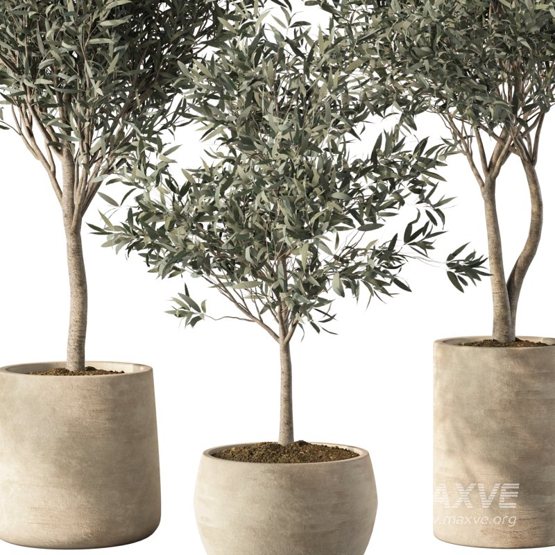Olive Tree Indoor Plants Set.5 - Image 3
