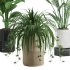 Indoor Plant Tropical Set01 - Thumbnail 6