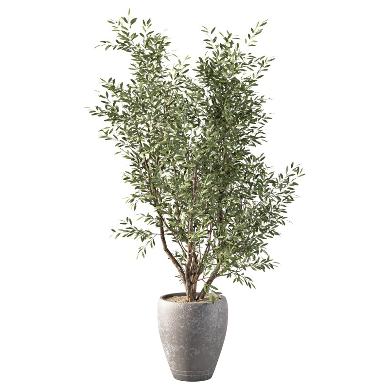 Olive Tree Indoor Plant Set.20 - Image 3