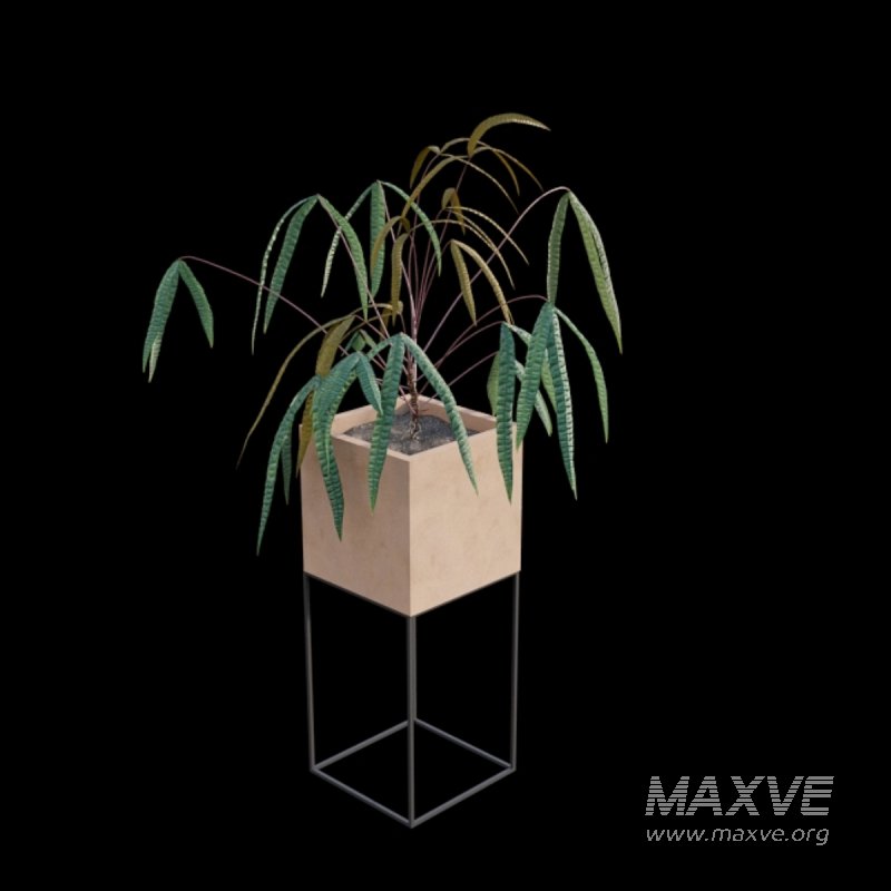 Anthurium cutucuense - Image 2