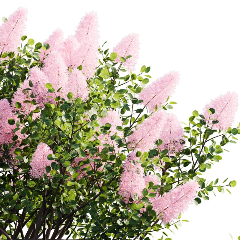 Cotinus coggygria – Smokebush 01 - Image 2