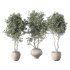 Olive Tree Indoor Plant Set.16 - Thumbnail 1