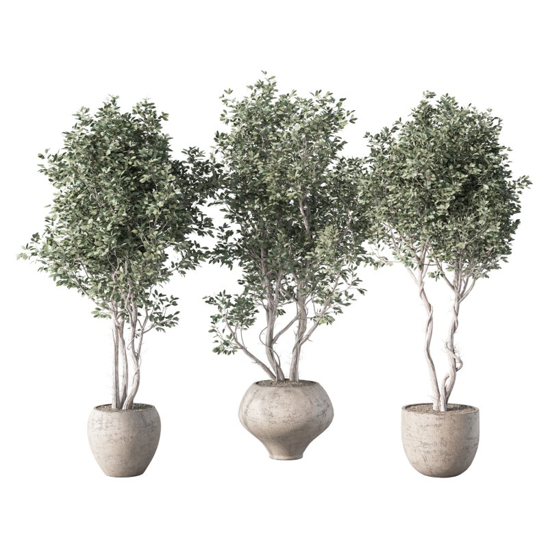Olive Tree Indoor Plant Set.16 - Image 1
