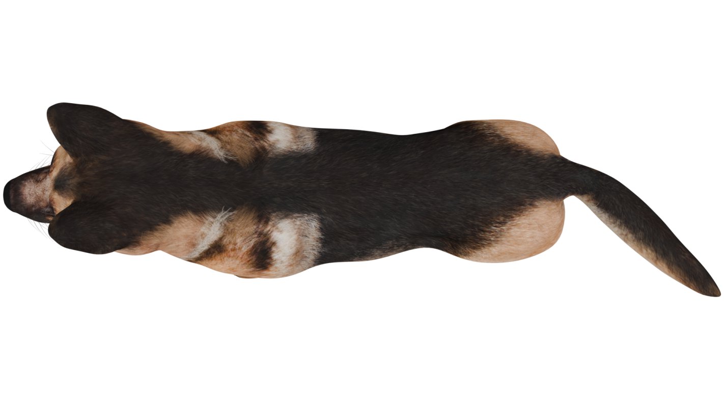 German Shepherd - Image 10