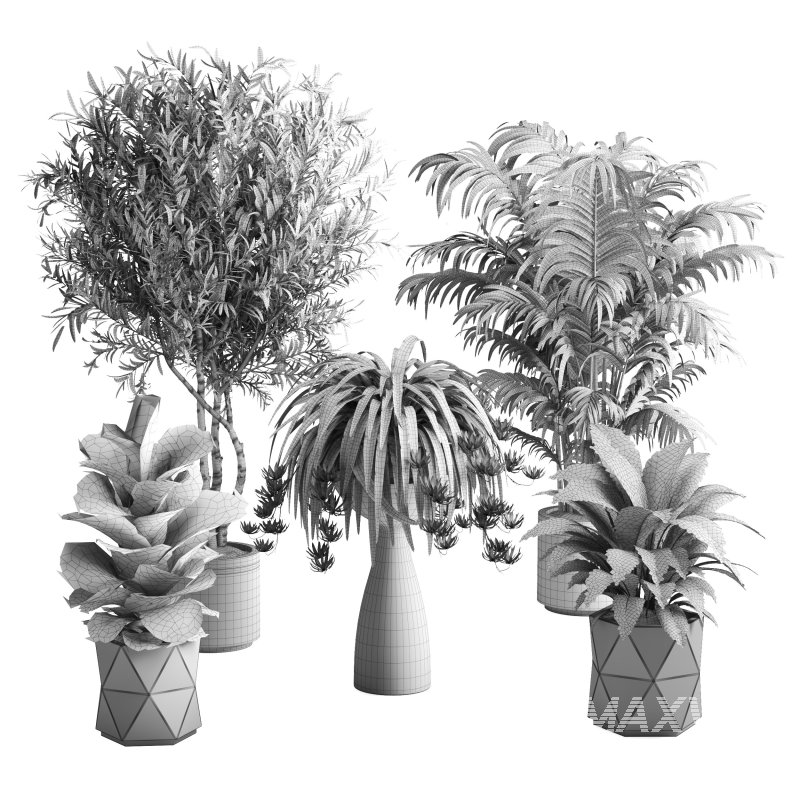 Indoor Plant Olive Palm Fiddle Leaf - Image 6