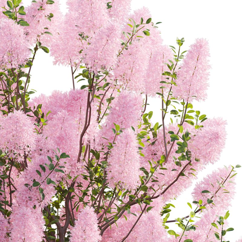 Cotinus coggygria – Smokebush 02 - Image 3