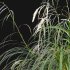 Carex pendula – Pendulous sedge -02 - Thumbnail 2