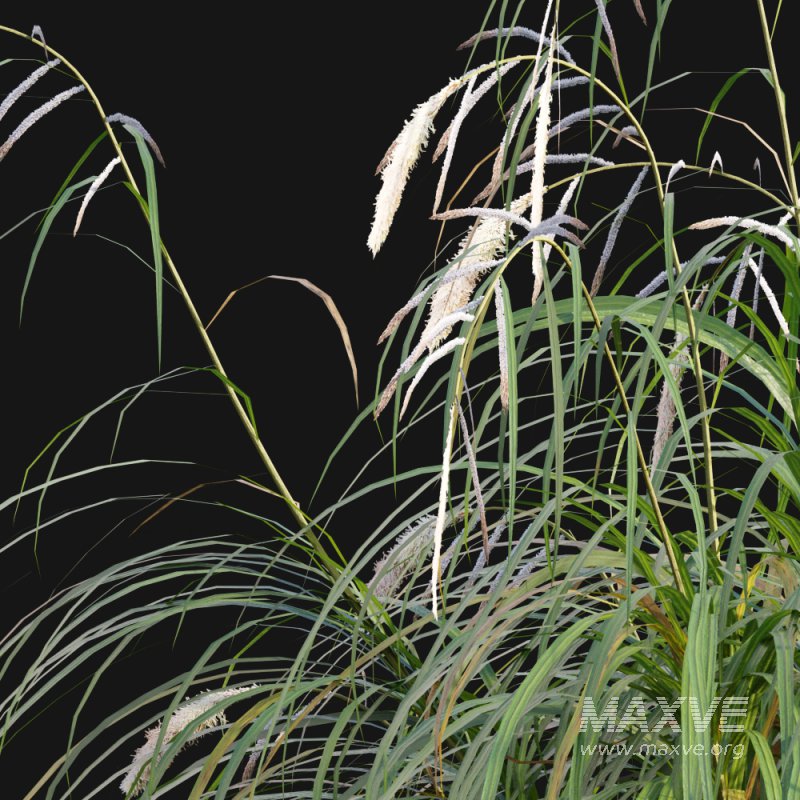 Carex pendula – Pendulous sedge -02 - Image 2